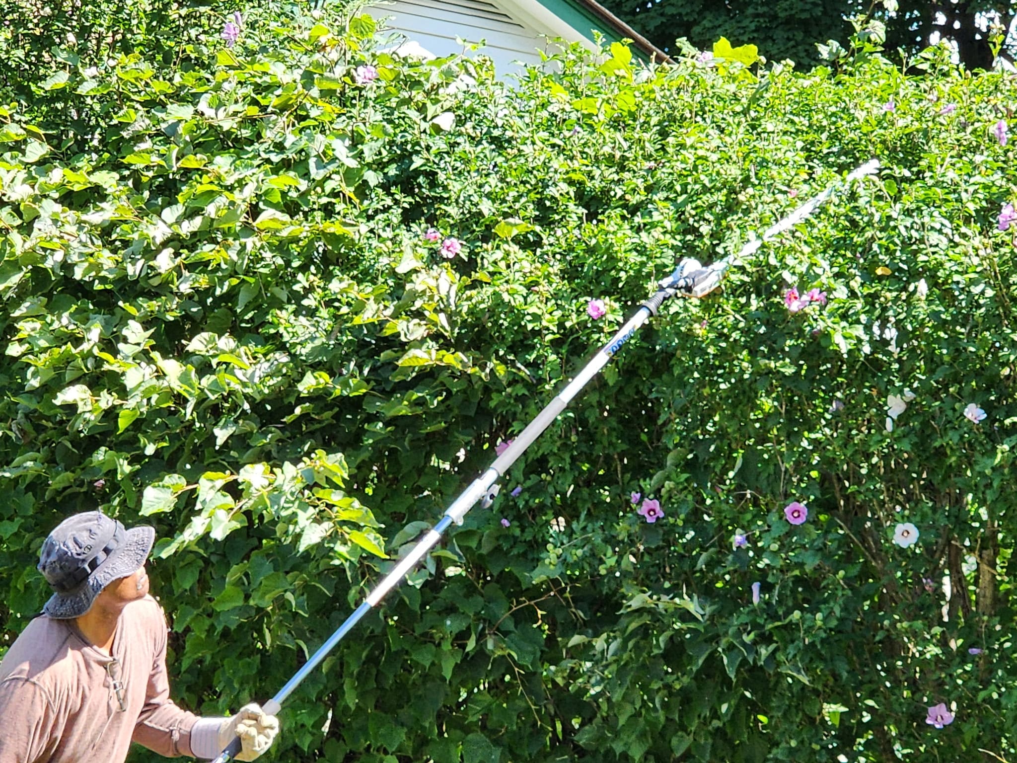 Hedge Trimming service