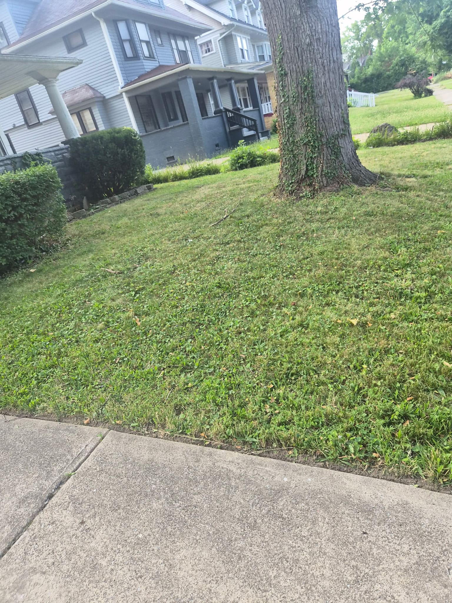 Cut front lawn surrounding a large tree beside neighboring houses