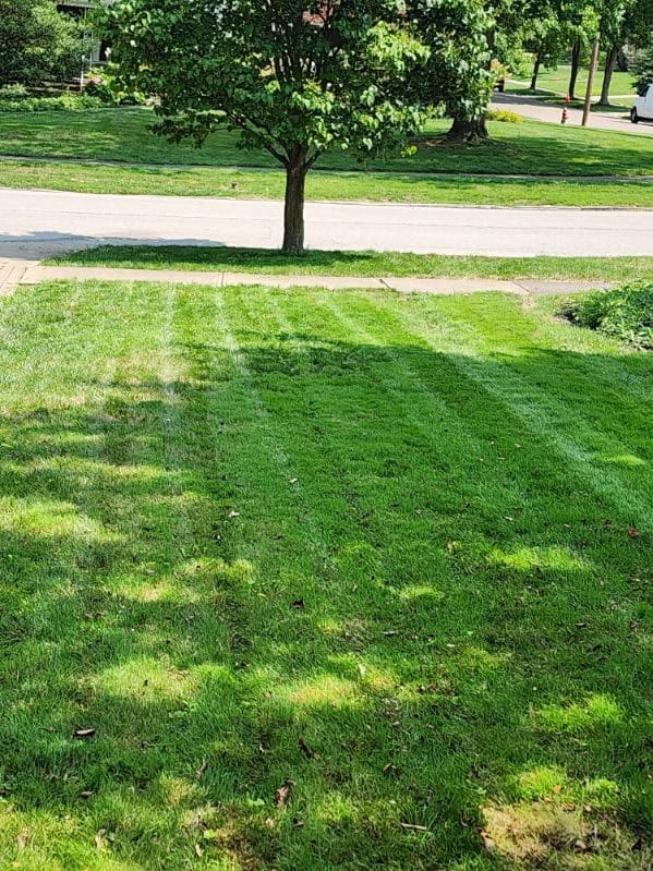 Green front lawn with visible mowing lines and tree shade