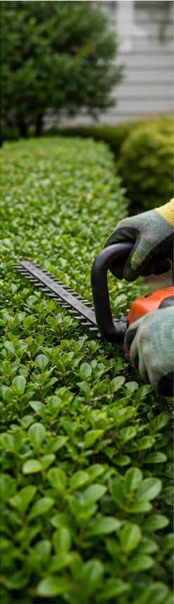 Hedge Trimming service